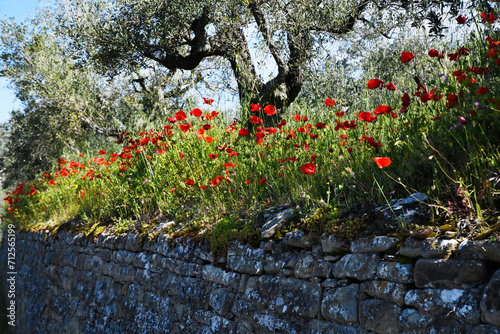 Cuadro en lienzo Papaveri a Cortona, Toscana, Italia