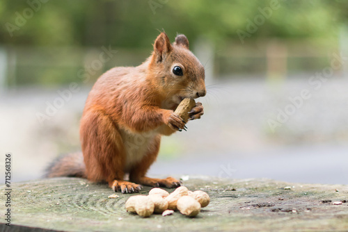 A young forest squirrel sits on a stump gnawing peanuts.