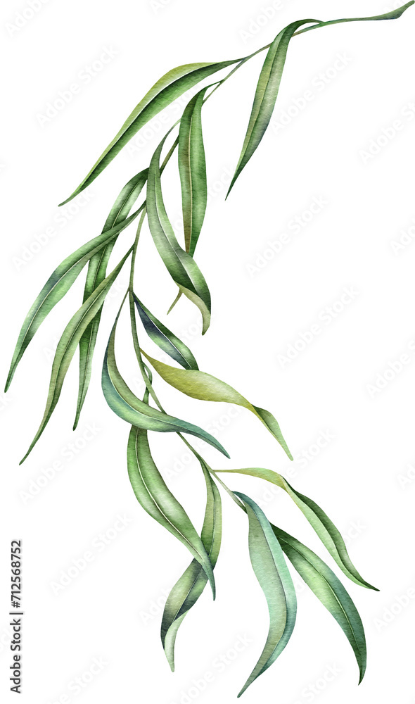 Eucalyptus green twig. Delicate greenery watercolor illustration. Spring willow 
