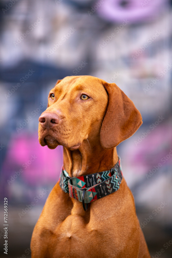 Red dog, Hungarian Vizsla Red dog, Hungarian Vizsla
