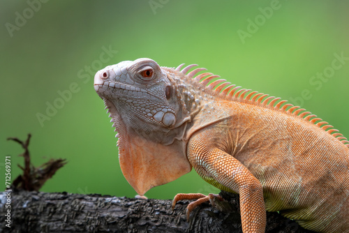 Close-up of a red iguana on a tree branch