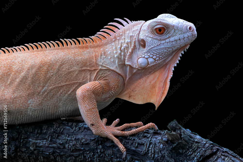 Obraz premium Close-up of a red iguana on a tree branch