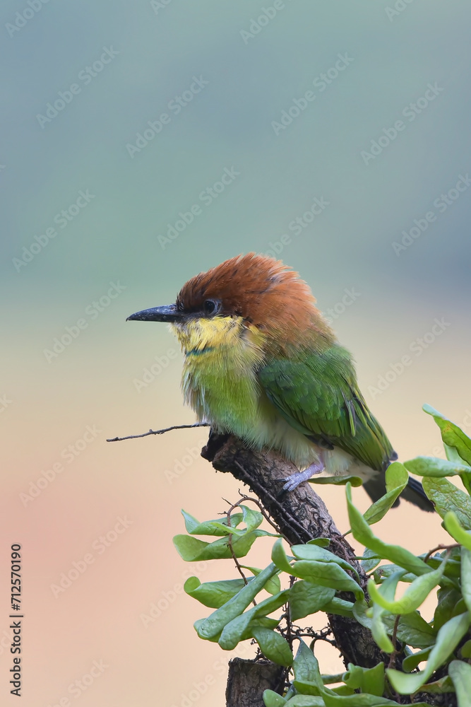 Obraz premium The chestnut-headed bee-eater on a tree branch