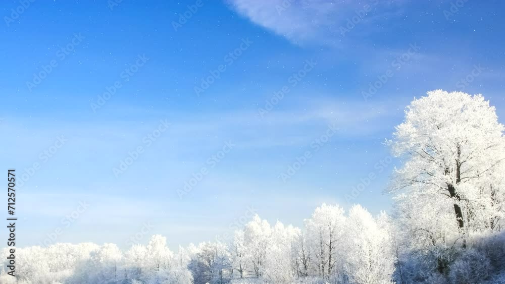 Beautiful winter white trees with falling snow. Forest, park, branches, tree, peace, calm, scene, nature, walk, frost, ice, icy, cold, clean, clear, arctic, day, bright, view, pan, hd. ProRes422HQ Beautiful winter white trees with falling snow. Forest, park, branches, tree, peace, calm, scene, nature, walk, frost, ice, icy, cold, clean, clear, arctic, day, bright, view, pan, hd. ProRes422HQ