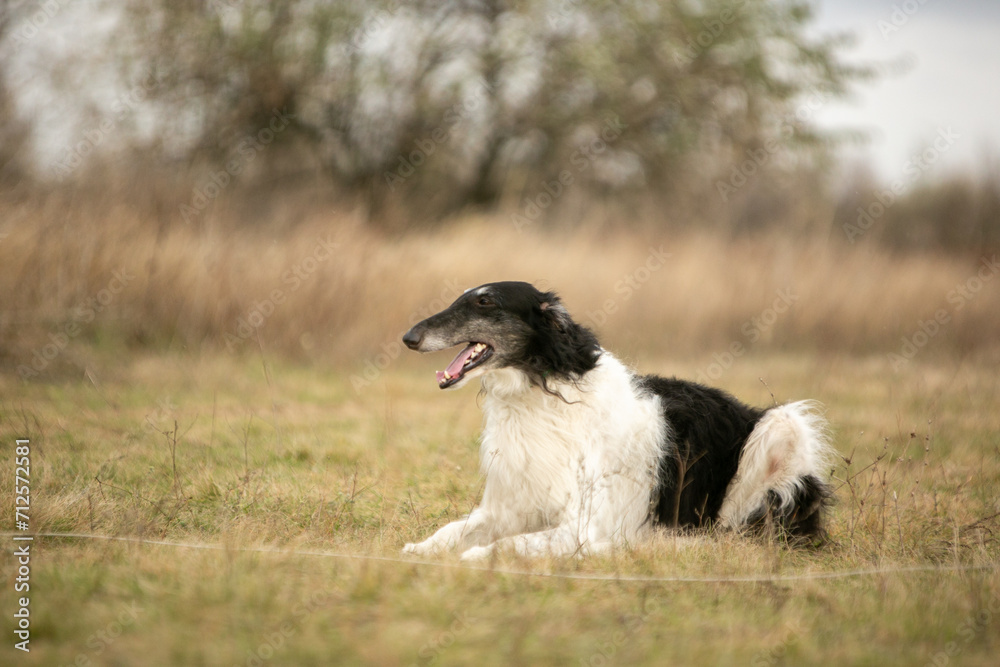 Russian Borzoi dog in the fields