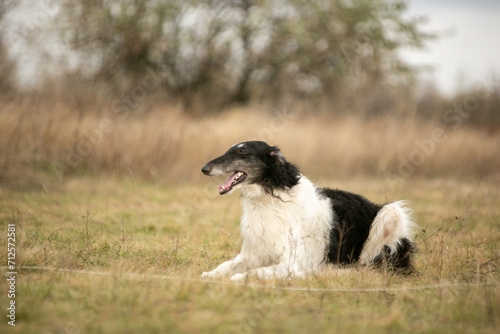 Russian Borzoi dog in the fields