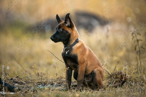 Belgian Shepherd puppy © Keit
