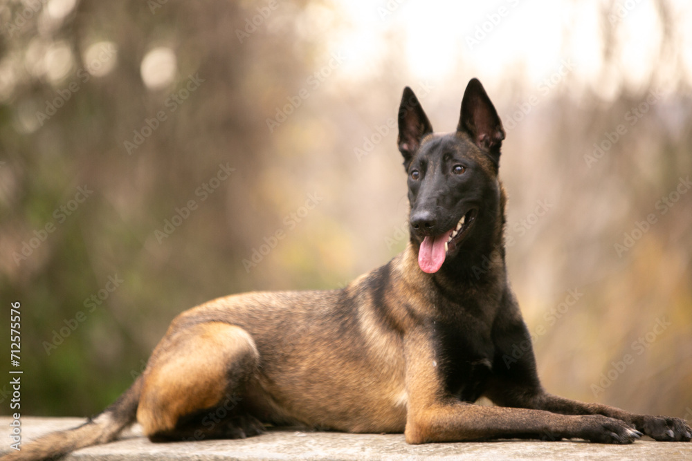 portrait of shepherd malinois portrait of shepherd malinois