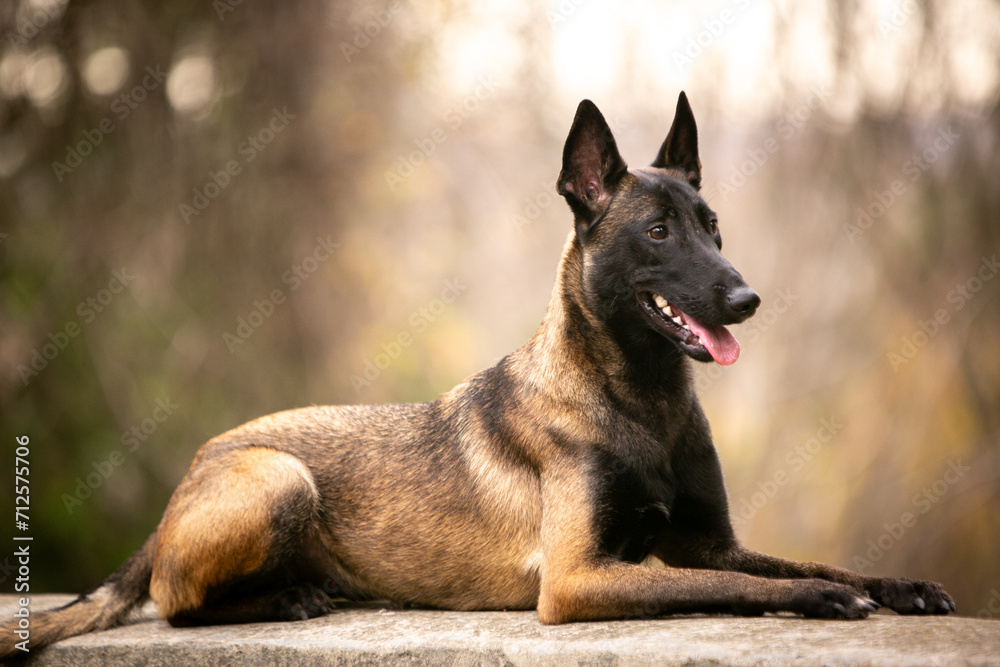 portrait of shepherd malinois portrait of shepherd malinois