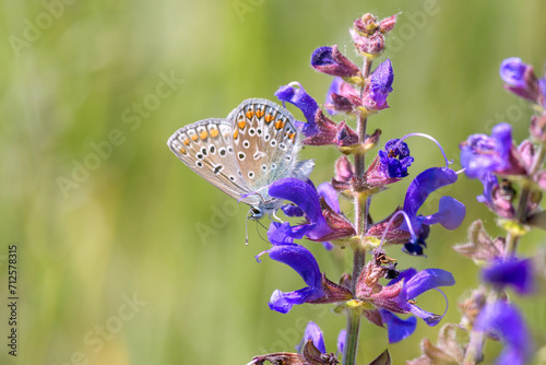 Common blue butterfly or European common blue - Polyommatus icarus - resting on a blossom of the meadow clary or meadow sage - Salvia pratensis