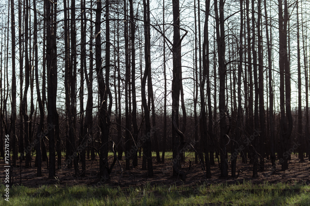 Fototapeta premium Dry lifeless trees after a fire. The dead forest. Black trunks and branches of trees. Environmental disaster. Environmental problem