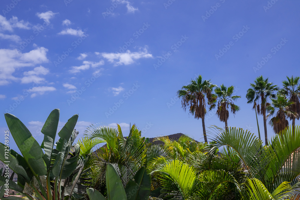 Fototapeta premium Palm trees on blue sky background on a sunny day with copy space for text