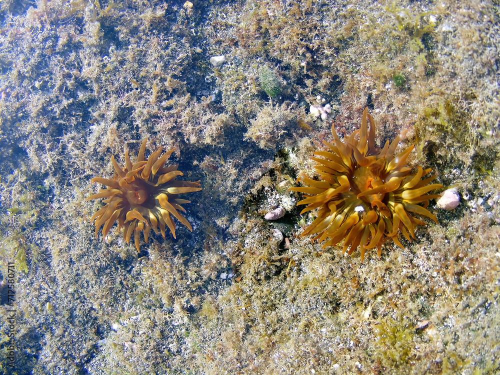 Sea anemones, coral and other organisms growing in a rockpool on the