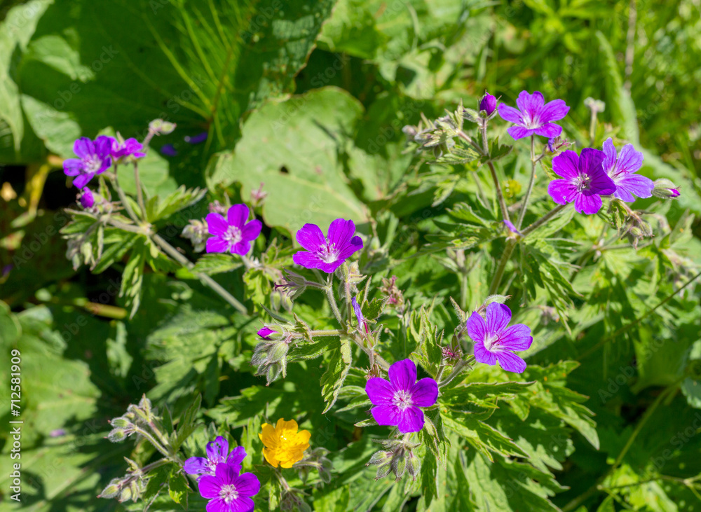 Walking in the highlands in a natural park, during the flowering of plants and warm weather. Walking in the highlands in a natural park, during the flowering of plants and warm weather.