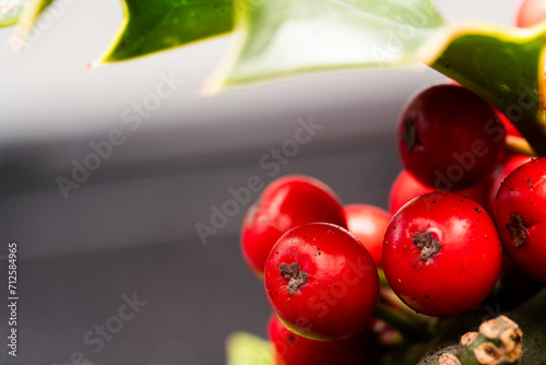 Canvas Print Close up Macro photograph of ripe red Holly Berries