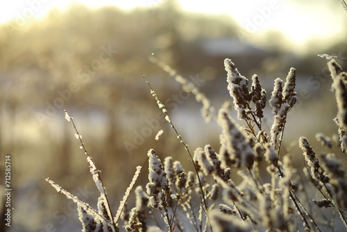 White snow on a bare tree branches on a frosty winter day, close up. Natural background. Selective botanical background.