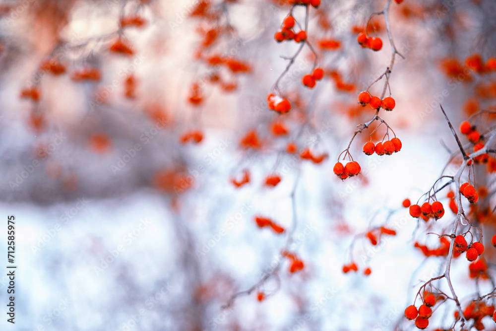 Winter atmospheric landscape with frost-covered dry plants during snowfall. Winter Christmas background