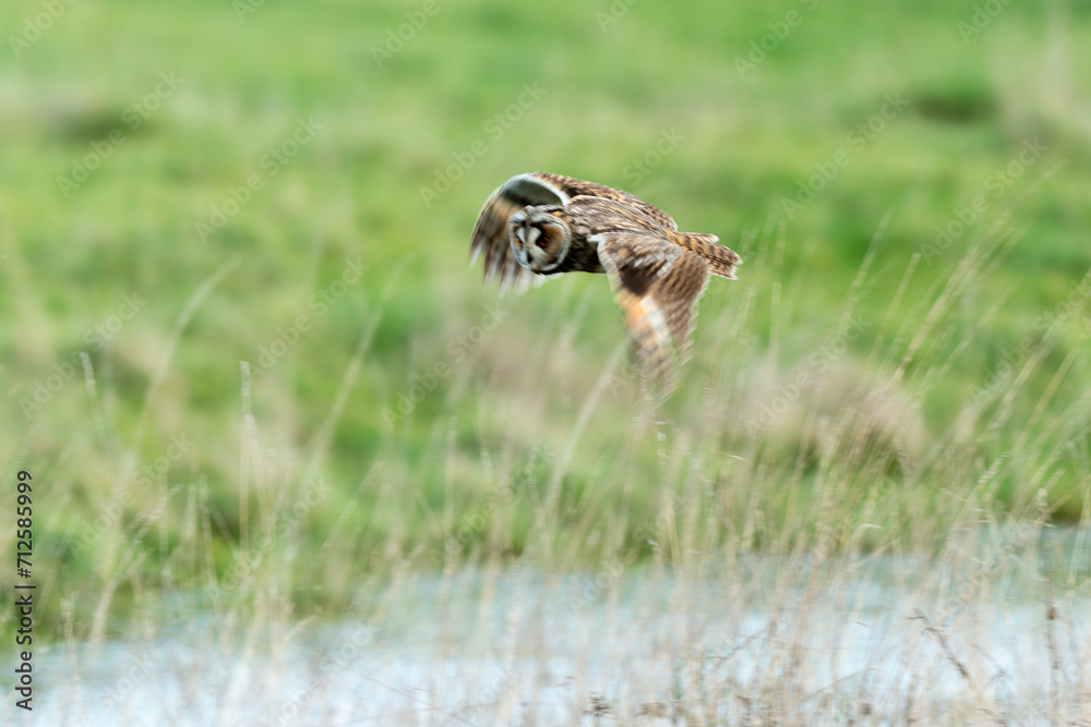 Fototapeta premium Hibou moyen duc,.Asio otus , Long eared Owl, region Pays de Loire; marais Breton; 85, Vendée, Loire Atlantique, France