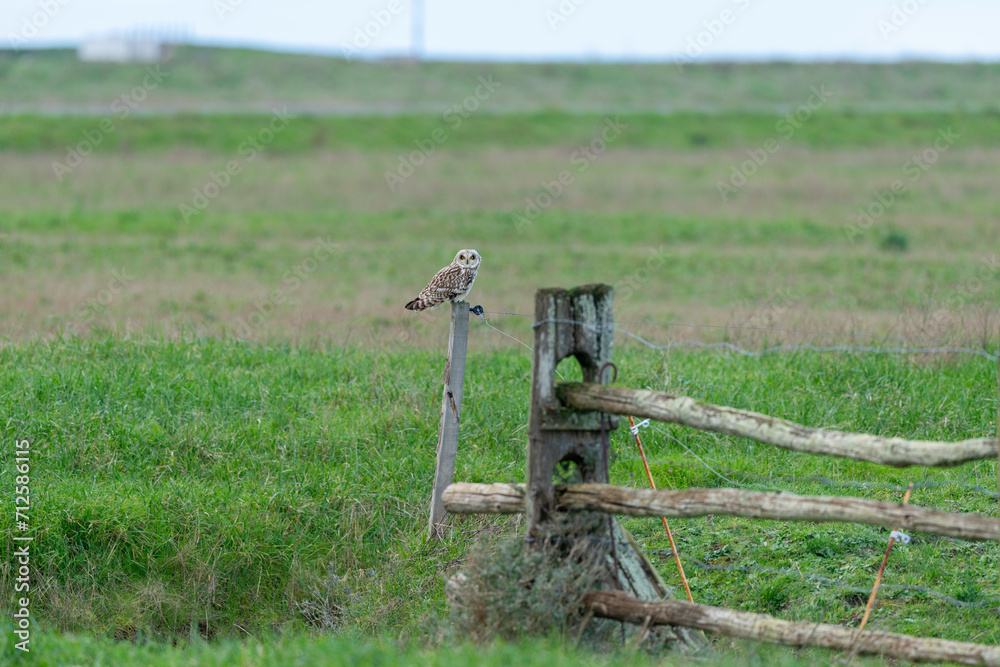Fototapeta premium Hibou des marais, Hibou brachyote, Asio flammeus, Short eared Owl, region Pays de Loire; marais Breton; 85, Vendée, Loire Atlantique, France