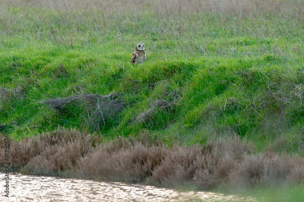 Hibou des marais, Hibou brachyote, Asio flammeus, Short eared Owl, region Pays de Loire; marais Breton; 85, Vendée, Loire Atlantique, France Hibou des marais, Hibou brachyote, Asio flammeus, Short eared Owl, region Pays de Loire; marais Breton; 85, Vendée, Loire Atlantique, France