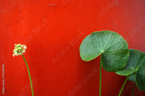 photo of thriving wildflowers against an abstract orange background