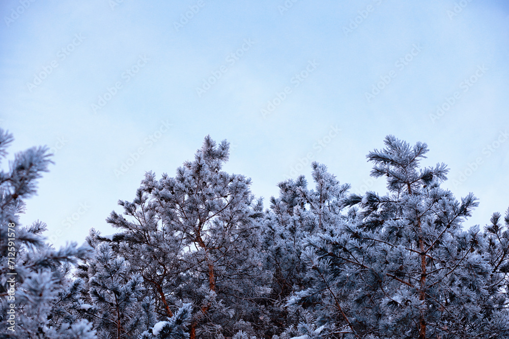 Winter atmospheric landscape with frost-covered dry plants during snowfall. Winter Christmas background Winter atmospheric landscape with frost-covered dry plants during snowfall. Winter Christmas background
