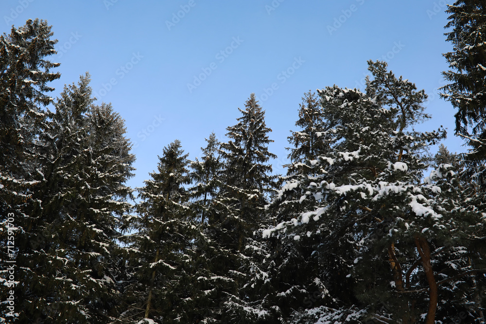 White snow on a bare tree branches on a frosty winter day, close up. Natural background. Selective botanical background.