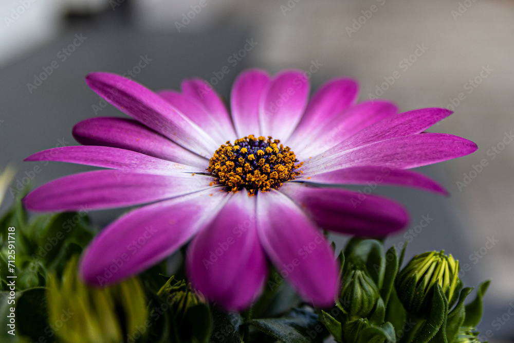 Fototapeta premium Kapkörbchenin voller Blüte