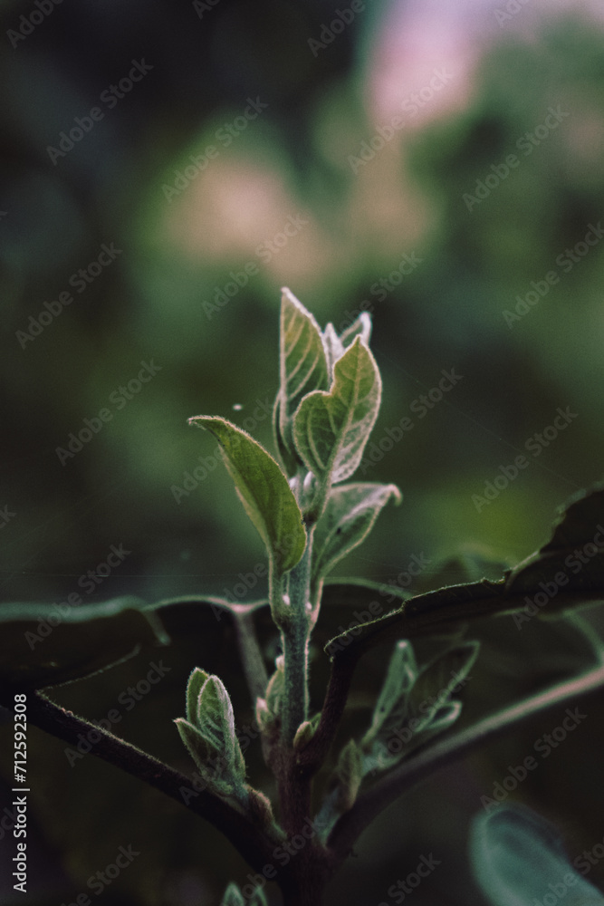 fresh and green leaves in the forest plant