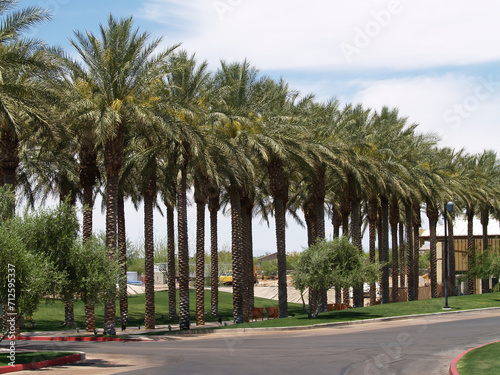 Rows Of Palm Trees Lining Sidewalk With Benches