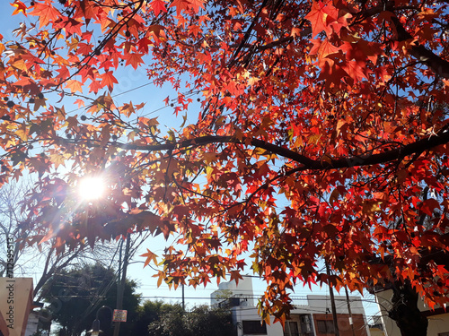 The City of Buenos Aires, Argentina in autumn fall, with red leaves and a big beautiful tree.