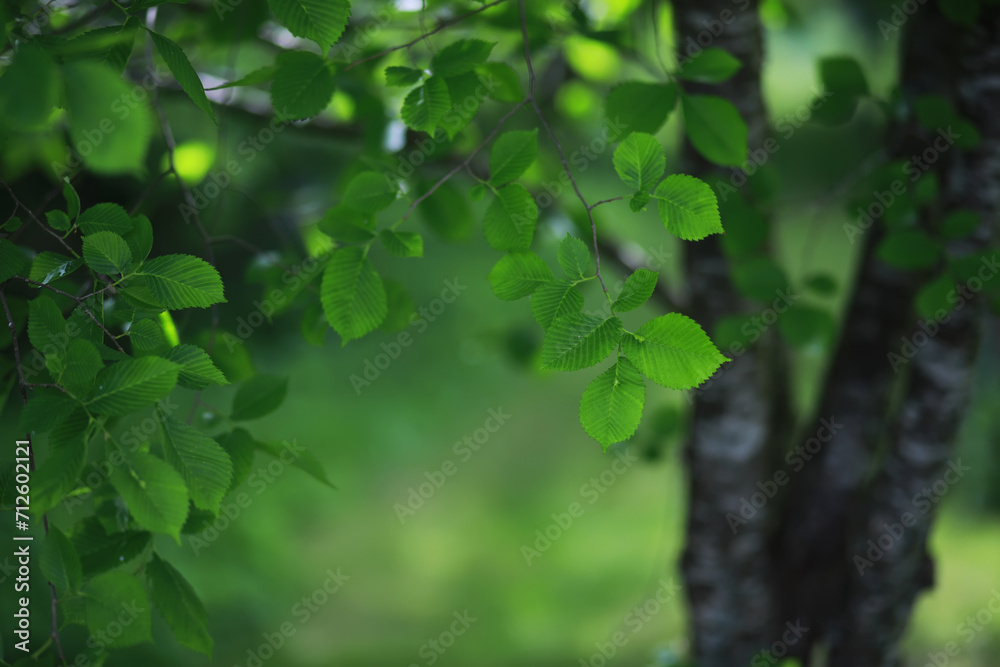 Lively closeup of spring leaves with vibrant backlight from the setting sun