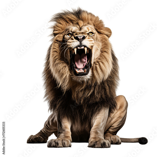 roaring male lion isolated on transparent PNG  Lion sitting and roaring on white background  majestic mane   African lion that looking at camera