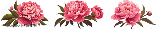 Peony flower icon set. Peonies collection on transparent background. Watercolor pink peony flowers. Realistic peony flowers with leaves . Hand drawn botanical floral decoration