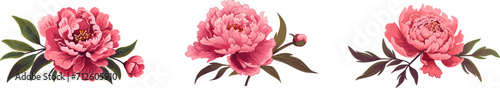 Peony flower icon set. Peonies collection on transparent background. Watercolor pink peony flowers. Realistic peony flowers with leaves . Hand drawn botanical floral decoration © Tally 18