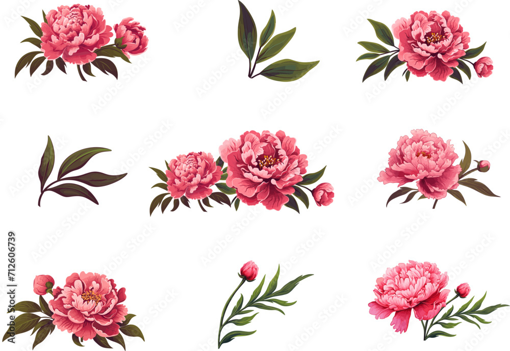 Peony flower icon set. Peonies collection on transparent background. Watercolor pink peony flowers. Realistic peony flowers with leaves . Hand drawn botanical floral decoration