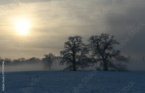 Fototapeta Naklejka Na Ścianę i Meble -  Trees in the fog on a winter morning. Landscape on a frosty morning.
