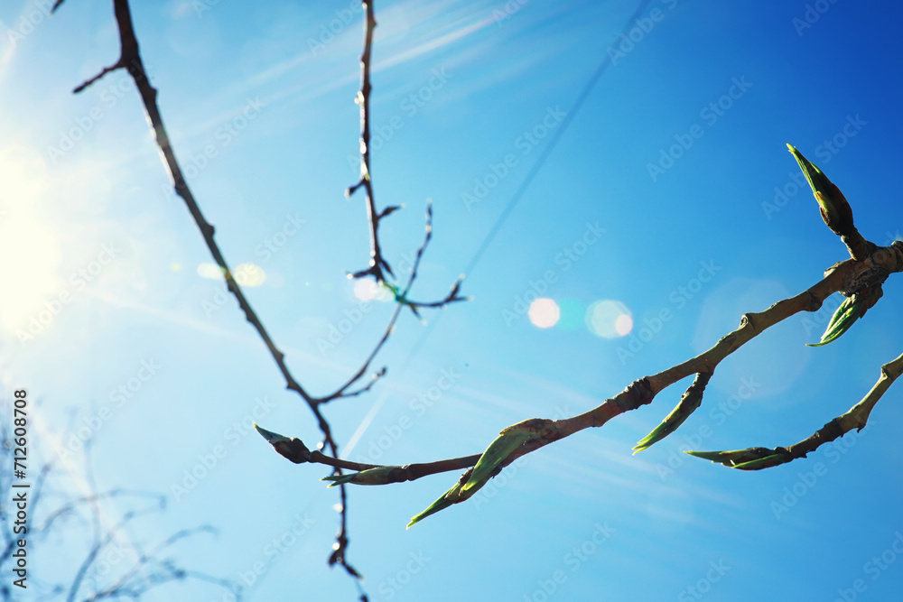 Fototapeta premium Bright spring greens at dawn in the forest. Nature comes to life in early spring.