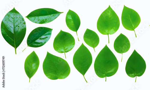 green leaves set isolated on white