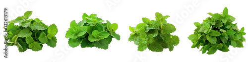 Lemon Balm  Herbs Pile Of Heap Of Piled Up Together Hyperrealistic Highly Detailed Isolated On Transparent Background Png File