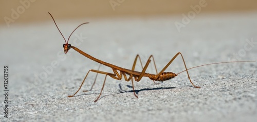  a close - up of a praying mantissa on a concrete surface with a shadow from the sun shining on the back of the praying mantissafe. photo