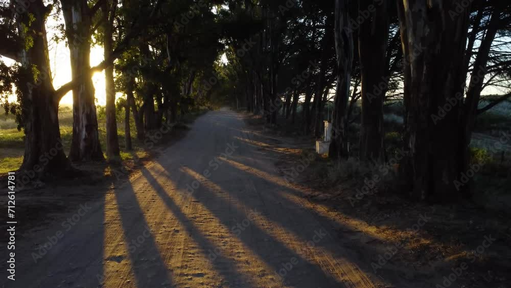 Perspectiva de camino solitario sin pavimentar en el ocaso del dia con altos arboles a los lados