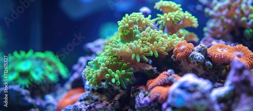 Coral with green star polyps kept in aquarium.