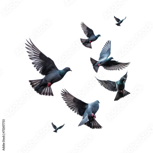 Pigeons in the sky © PNG River Gfx