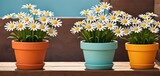  a group of three flower pots sitting on top of a wooden table in front of a blue wall with white and yellow daisies in the middle of the pots.