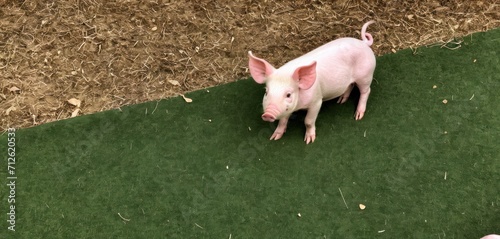  a small pig standing on top of a green patch of grass next to a pile of dirt and a pile of dirt on top of grass and dirt on the ground.