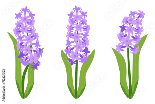 Hyacinth flowers set. Purple hyacinth flowers isolated on a white background. Vector illustration