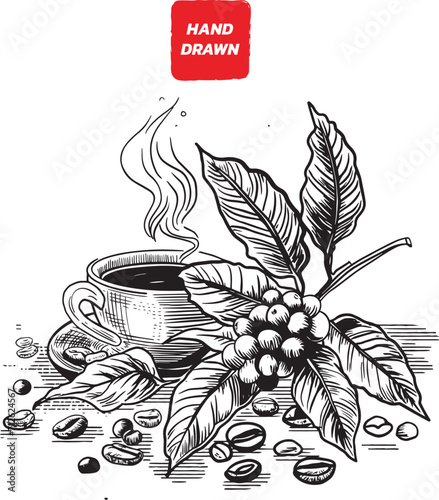 Coffee branch,Coffee flower,Coffee bean hand drawing vintage clip art isolated on white background