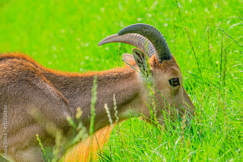 Cap Rine It Barbary sheep, also known as aoudad is a species of caprine native to ...