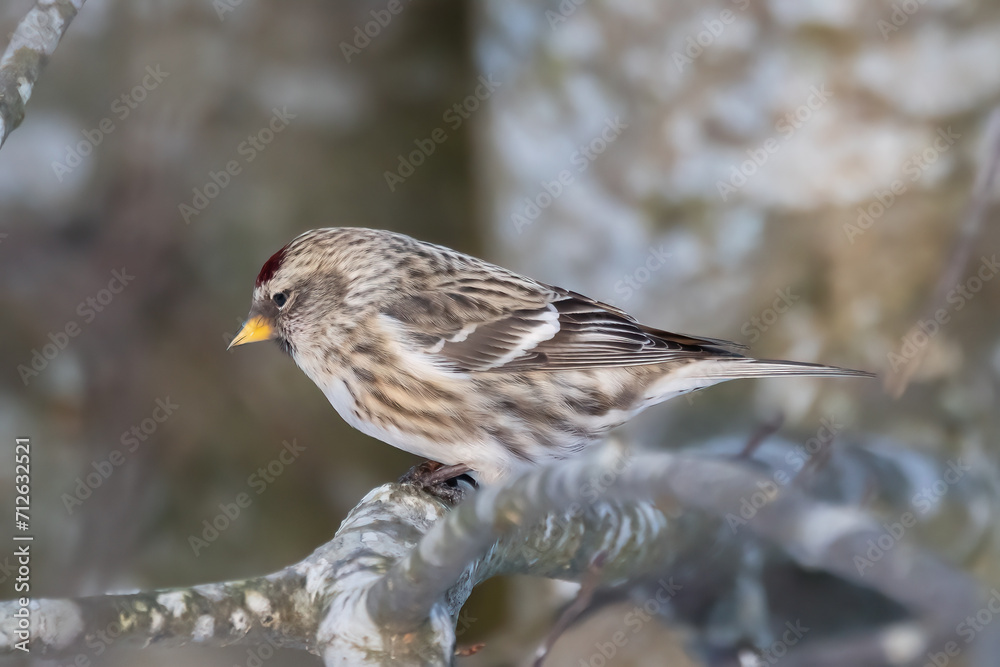 Fototapeta premium Common Redpoll
